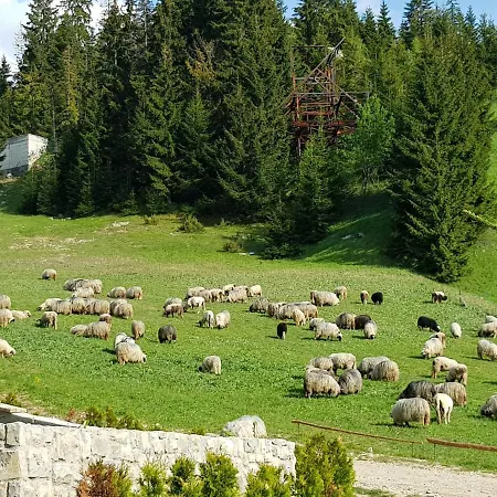 Enjoy The Silence Holiday * Vlašić